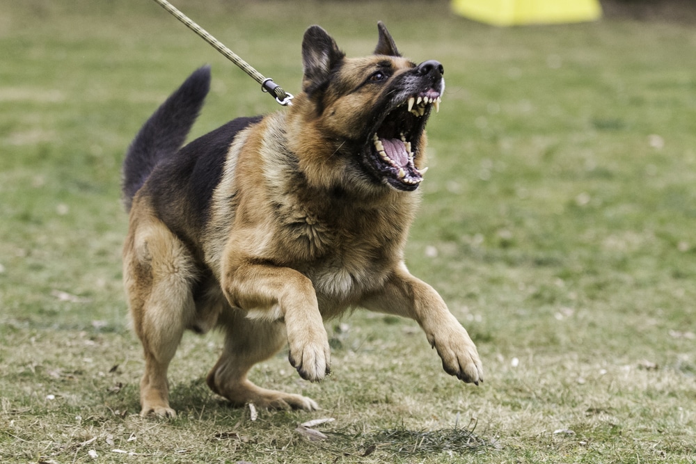 A dog on a leash growling and raising up off the ground.