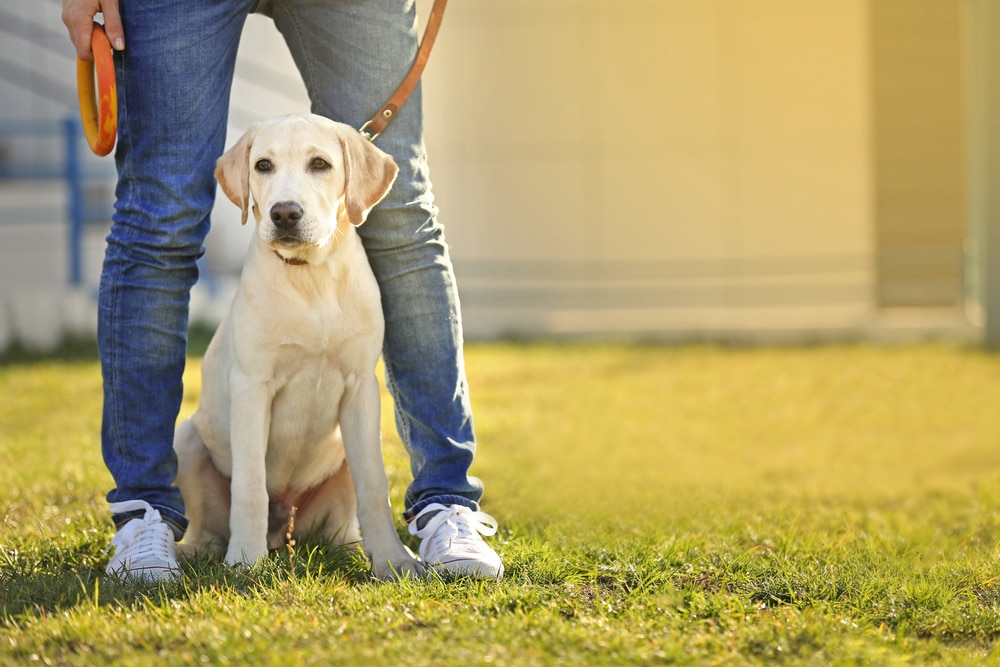 A dog on a leash sitting by its owner's feet outside on the grass.