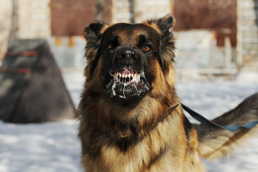 A dog snarling and growling, showing a sign its angry and aggressive.