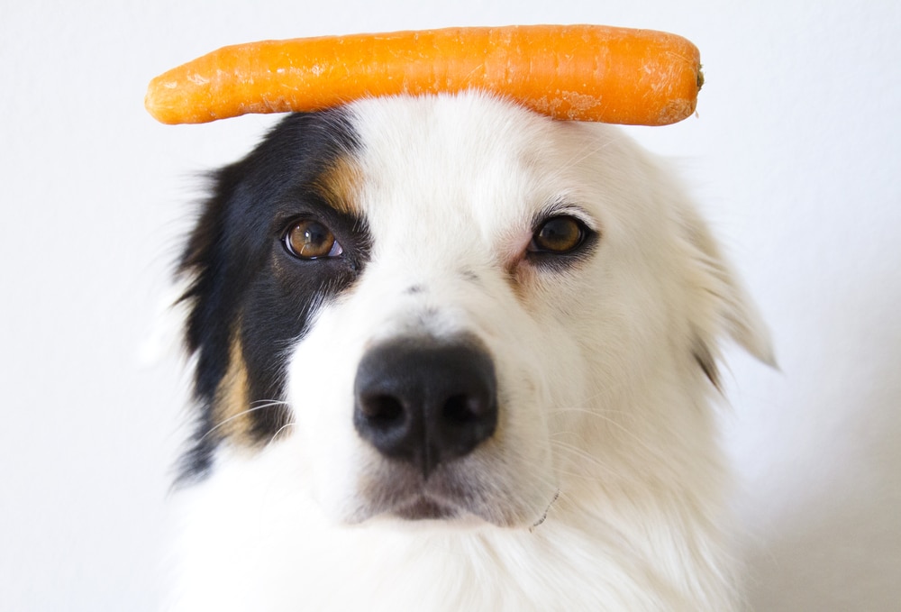 A dog with a carrot on its head.