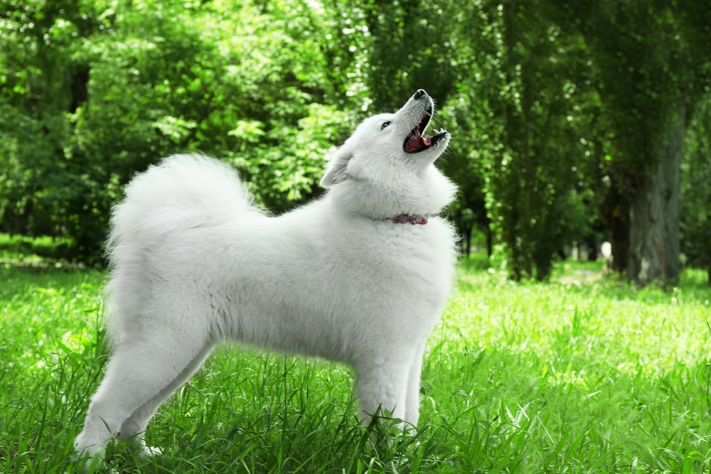 A Samoyed with a collar on and its head back in the forest.