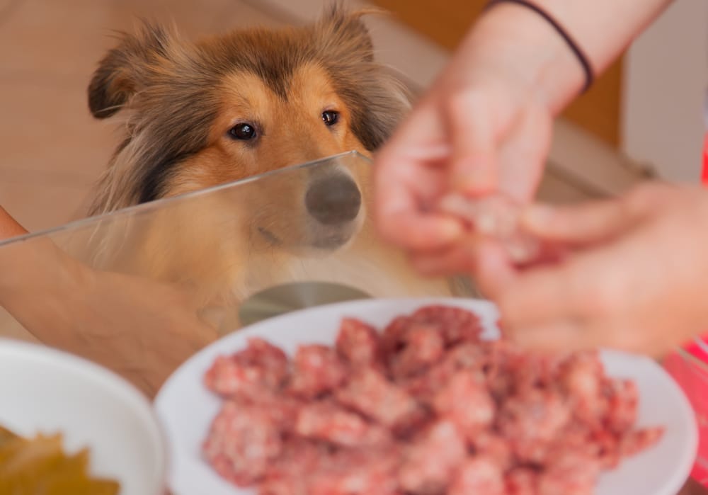 A dog watching its owner handle food from a plate on a glass table.