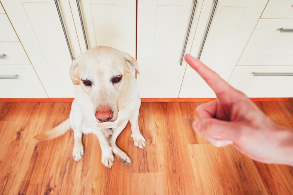 An owner wagging their finger at their dog to discipline it.