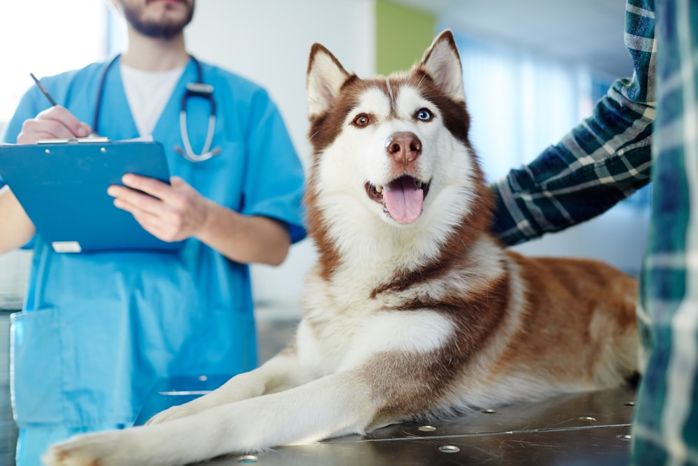 A dog on a vet's service table with the owner and vet nearby.