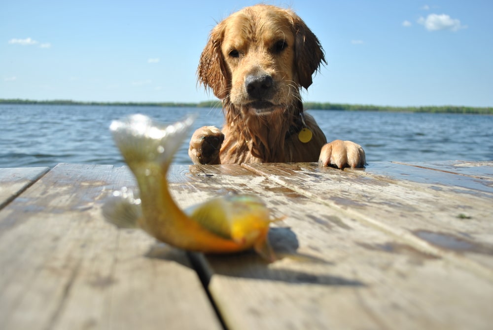 A dog looking at a fish on the dock it is hoping to eat.