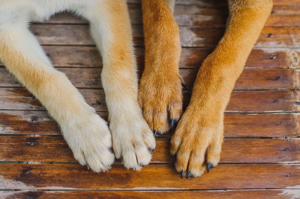 A closeup of two dogs' paws and nails on a board.