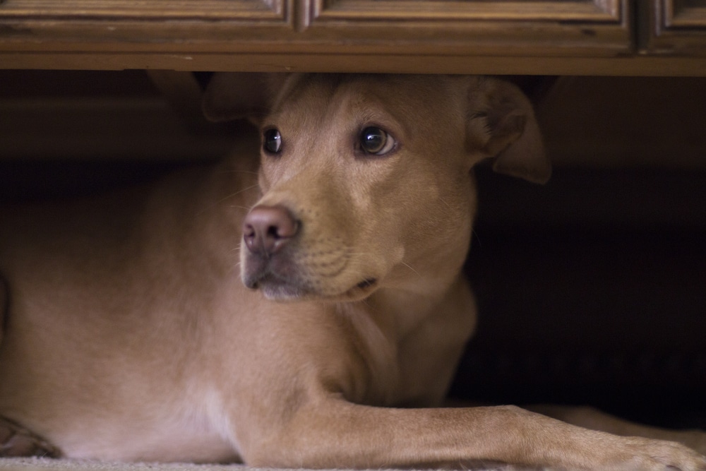 A scared dog laying underneath a bed.