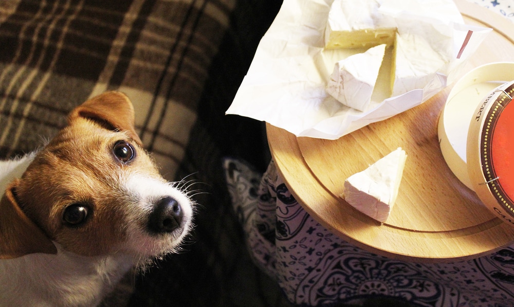 A dog looking up at the camera with some cheese on a table nearby.