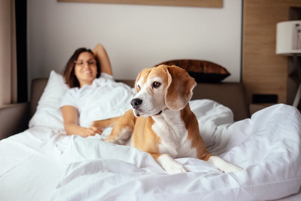 A dog that is allowed to sleep on the bed with its owner.