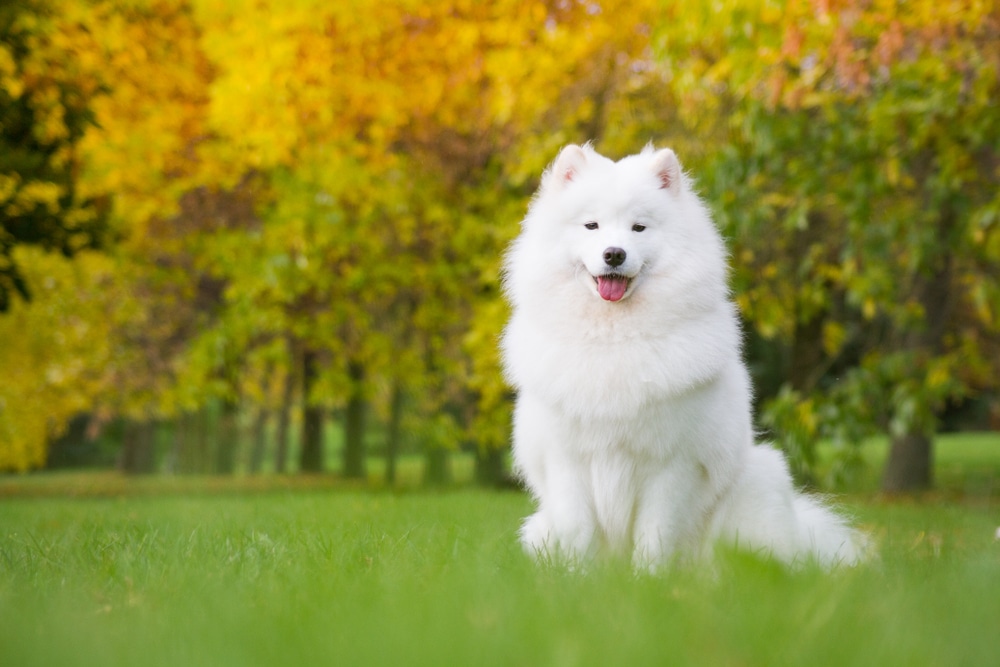A smiling Samoyed sitting down in a field.