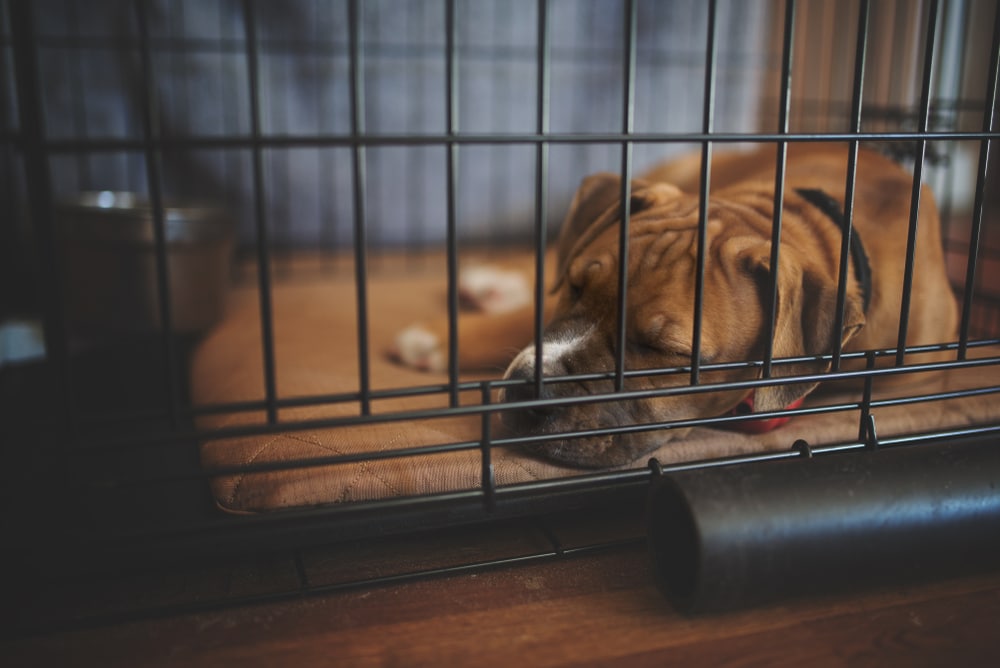 A dog laying down inside of its crate.