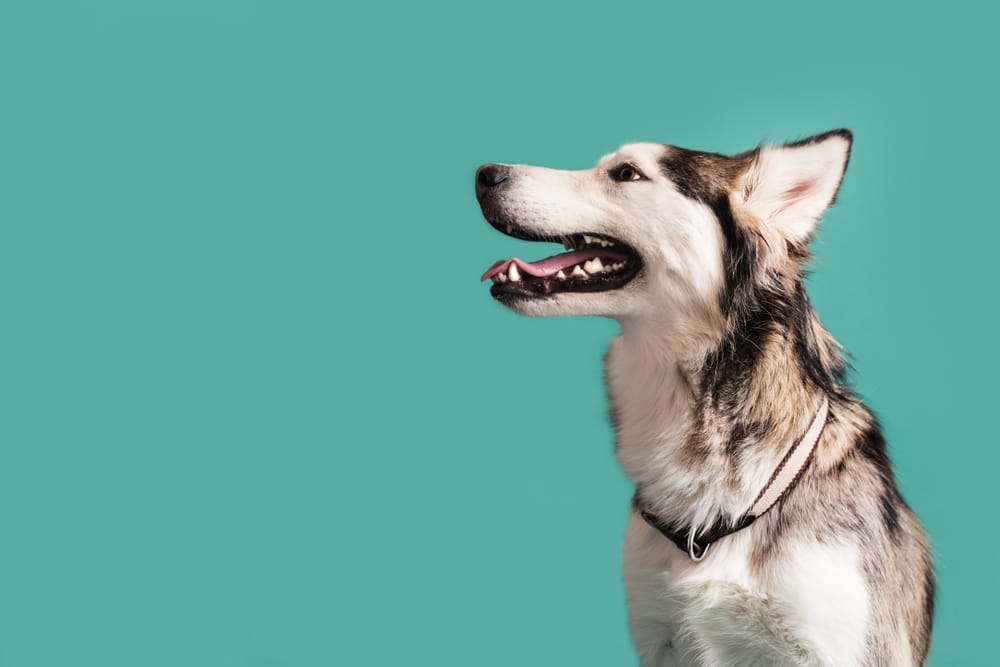 A dog with its head turned against a green background.