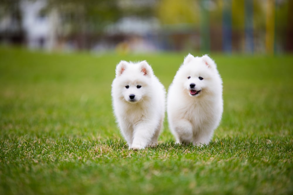 A pair of Samoyed puppies walking together through the grass.