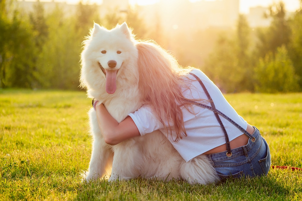 A woman leaning against and holding her Samoyed with the sun bathing them in its rays.