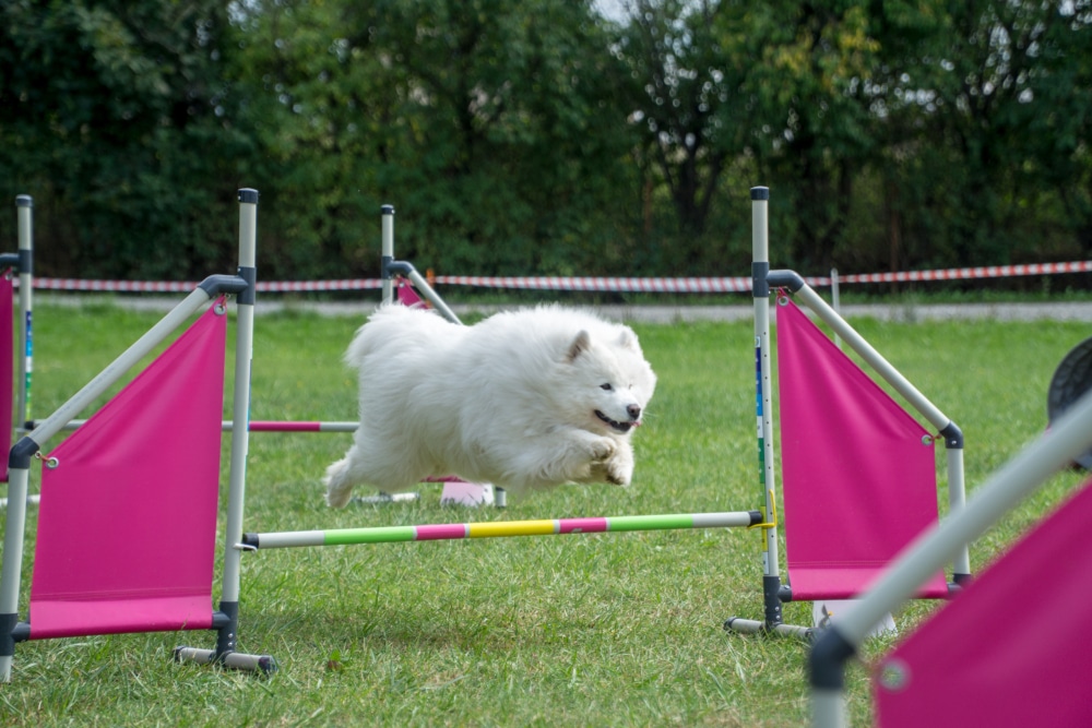 A Samoyed leaping over some barriers to train for a show.
