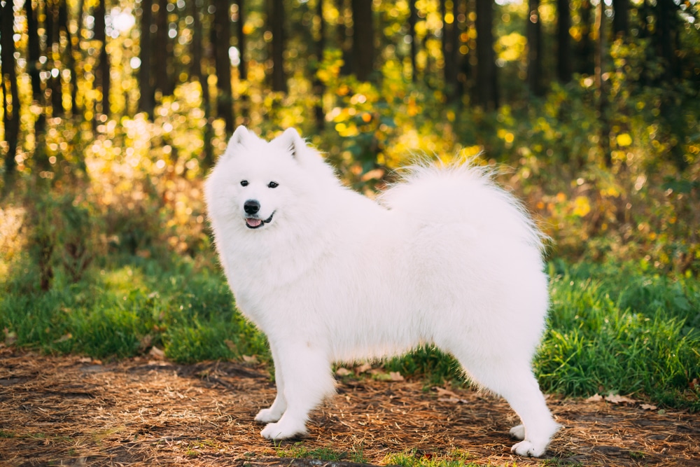 A Samoyed standing in the forest.
