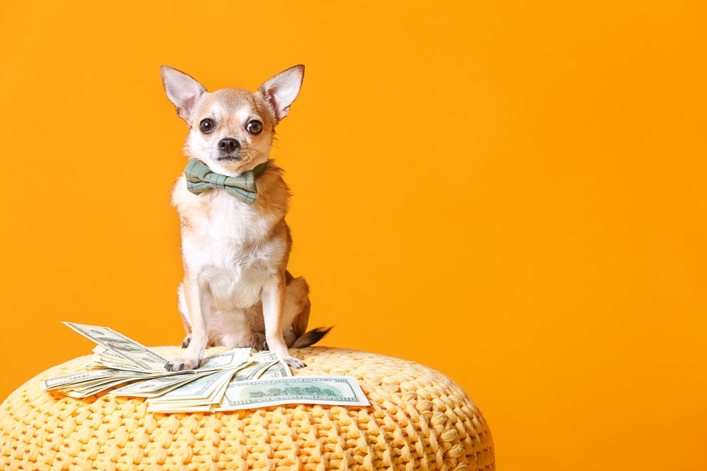 A Chihuahua sitting beside some money.
