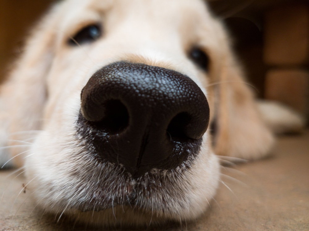 A dog with its wet nose close to the camera while the dog lays on the ground.