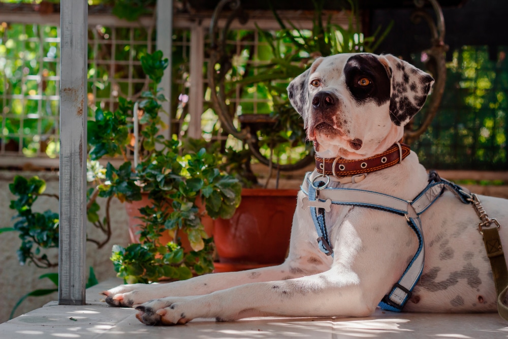 A dog laying down outside with a harness on.