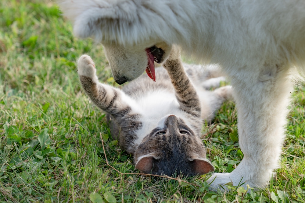 A Samoyed playing with another pet outside, which happens to be a cat.