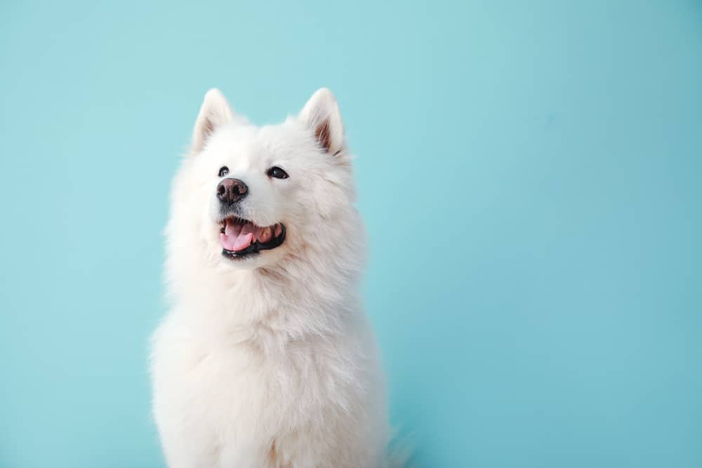A Samoyed sitting against a blue background.