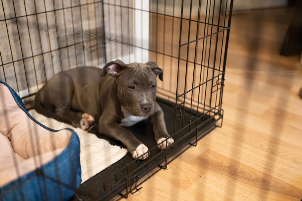 A puppy laying down inside of its open crate.