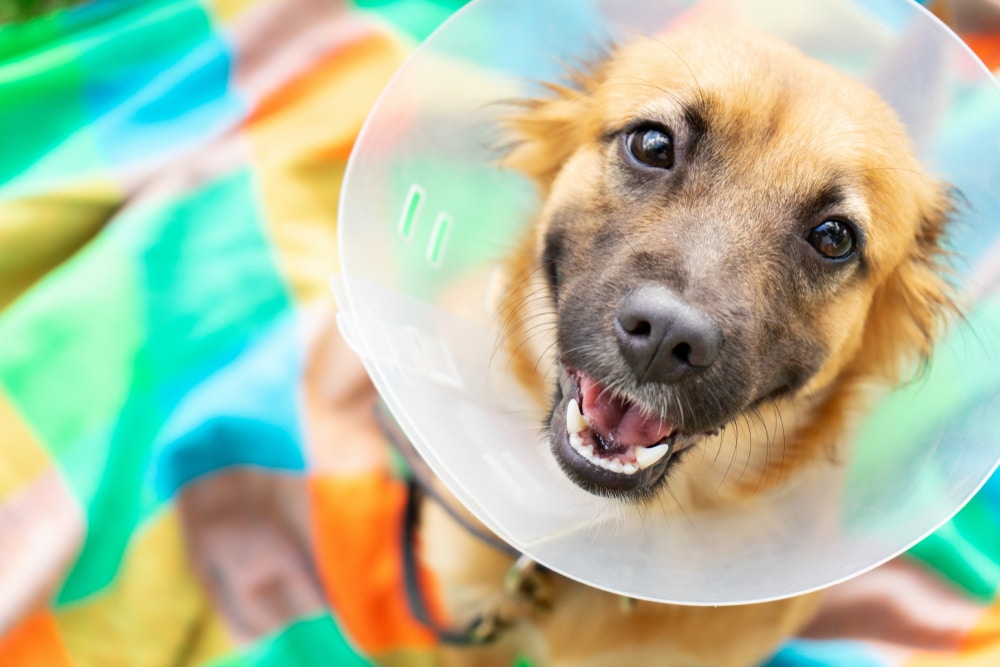 A dog panting with a cone on.