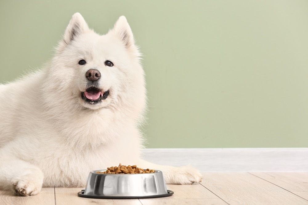 A Samoyed laying down by a food bowl.