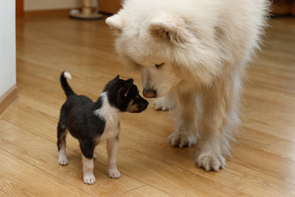 A Samoyed and a puppy looking at each other.