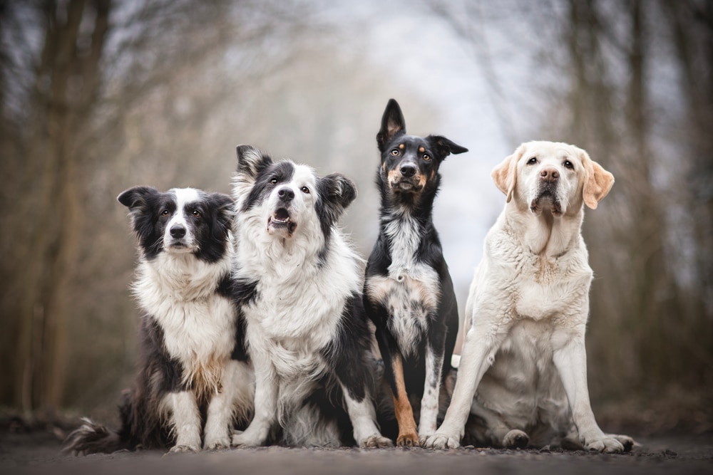 A pack of dogs sitting together in the forest.