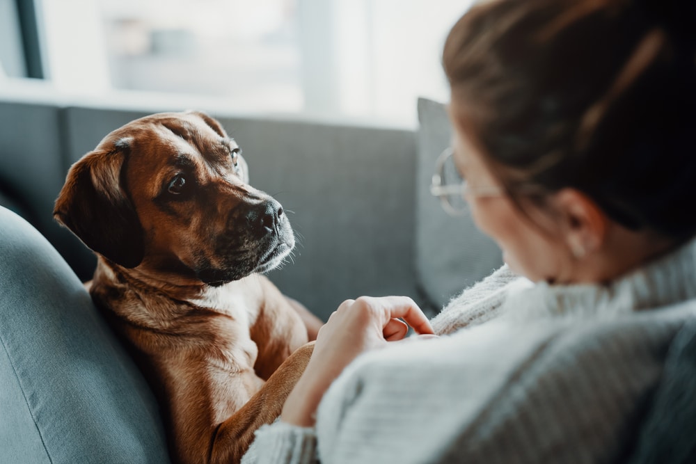 A dog laying with its owner on a couch.