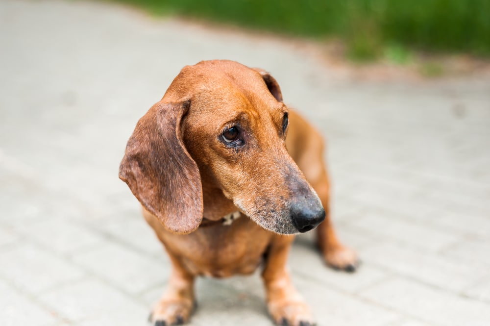 A closeup of a little dog standing on a brick path.