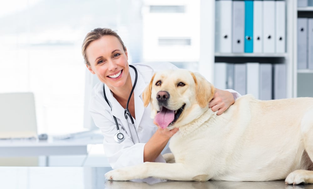 An animal professional petting a dog.