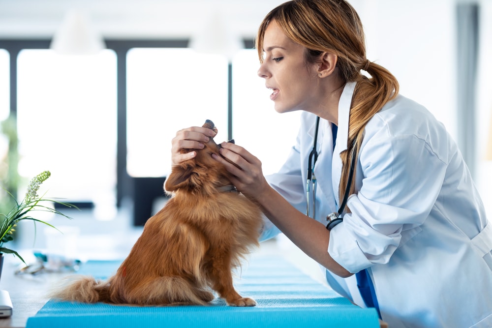 A veterinarian opening a dog's mouth to inspect it.