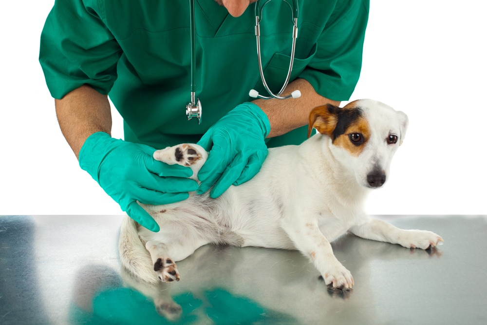 A vet performing an exam on a dog.