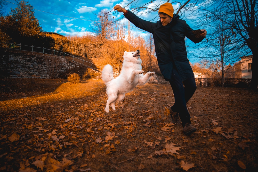 A man playing a game with his Samoyed in the park.