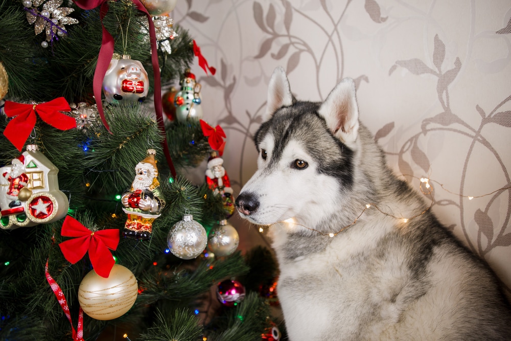 A husky sitting next to a Christmas tree with a string of lights in front of it.