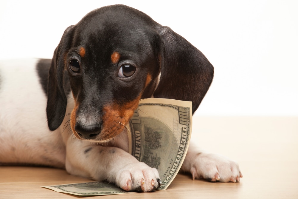 A little dog laying down and holding a one hundred dollar bill.