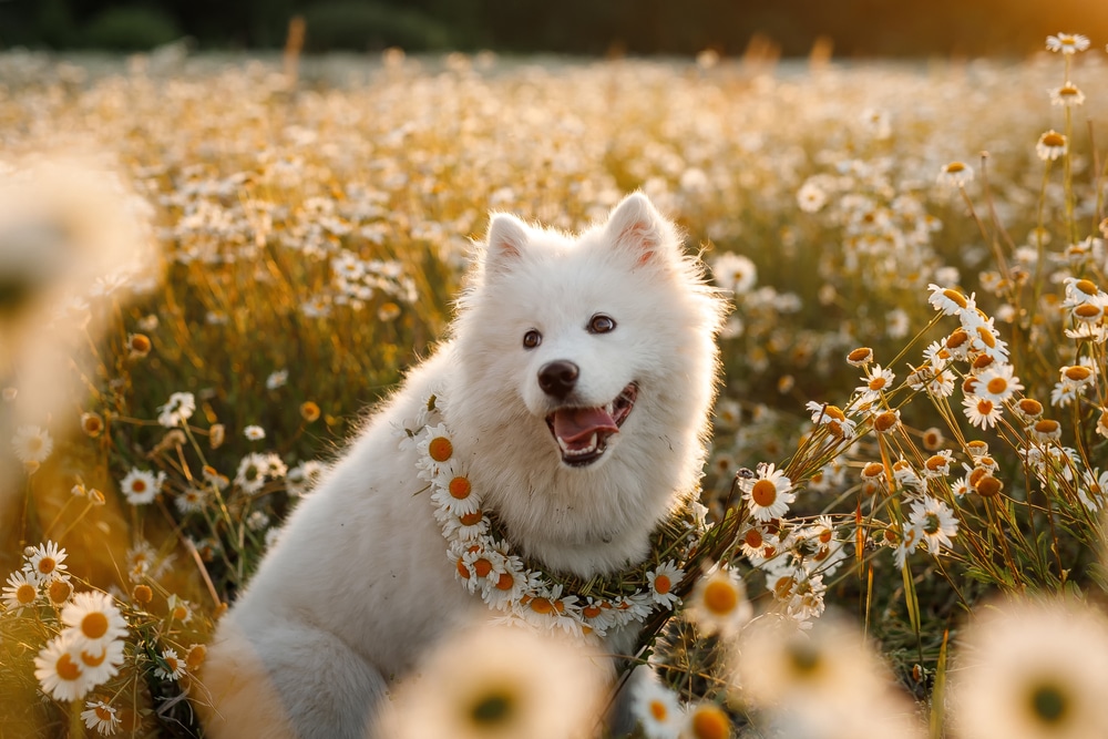 A Samoyed sitting in a field of flowers and panting in the setting sun.