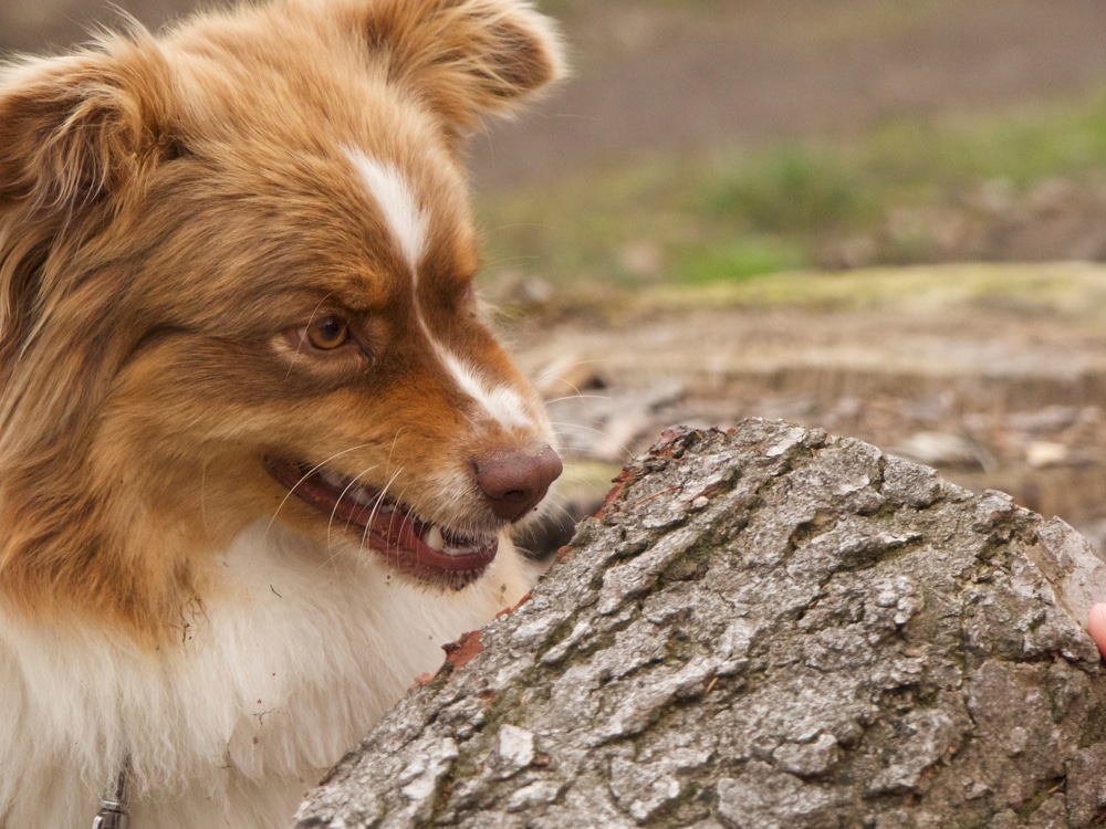 A dog looking at a log.