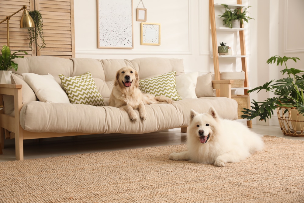 A Samoyed laying on the carpet while another dog lays on the couch.