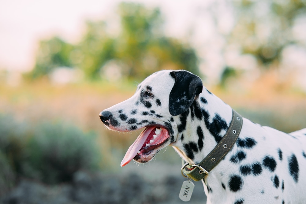 A Dalmatian with a dog collar yawning.