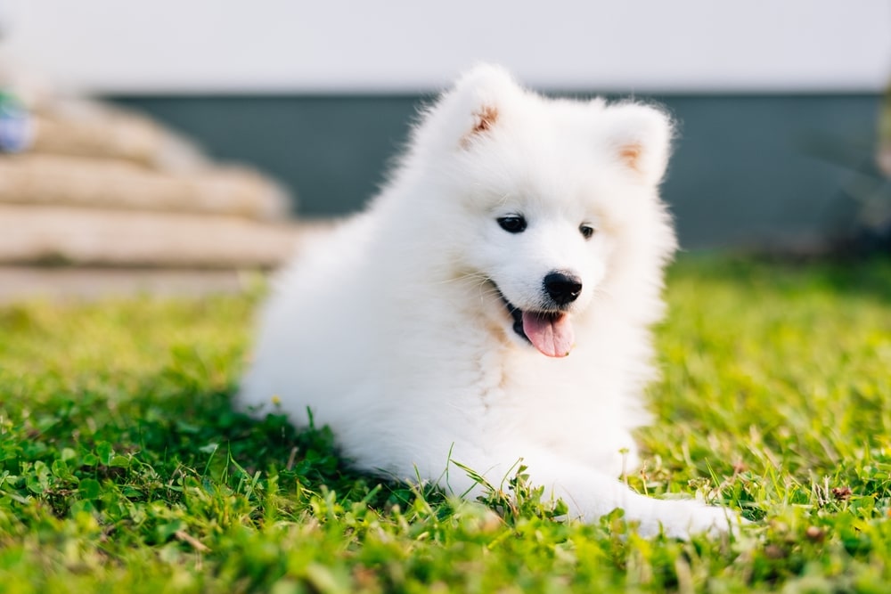 A Samoyed puppy laying down outside in the sun and panting.