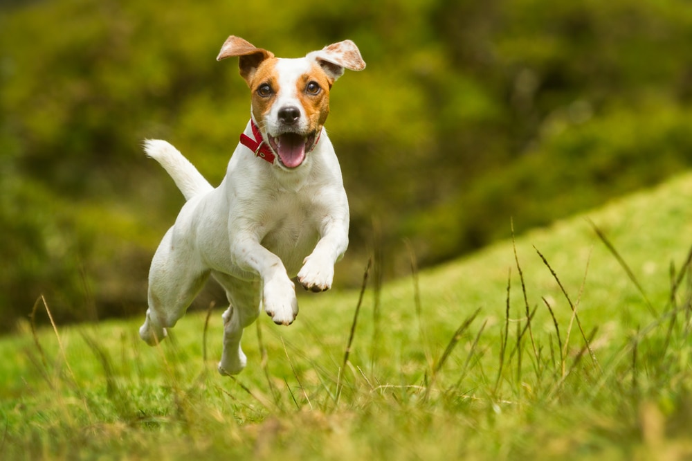 A happy dog running through a field.
