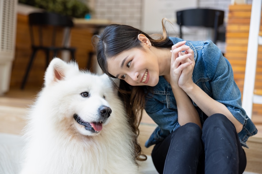 An owner sitting by their Samoyed and leaning over and smiling at them.