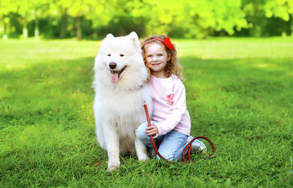 A kid sitting next to her Samoyed outside and holding its leash.