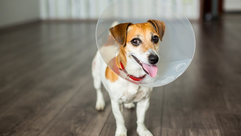 A dog standing in a room with a cone on.