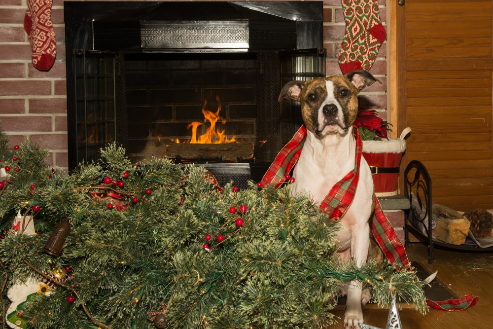 A dog sitting behind a Christmas tree it knocked over.