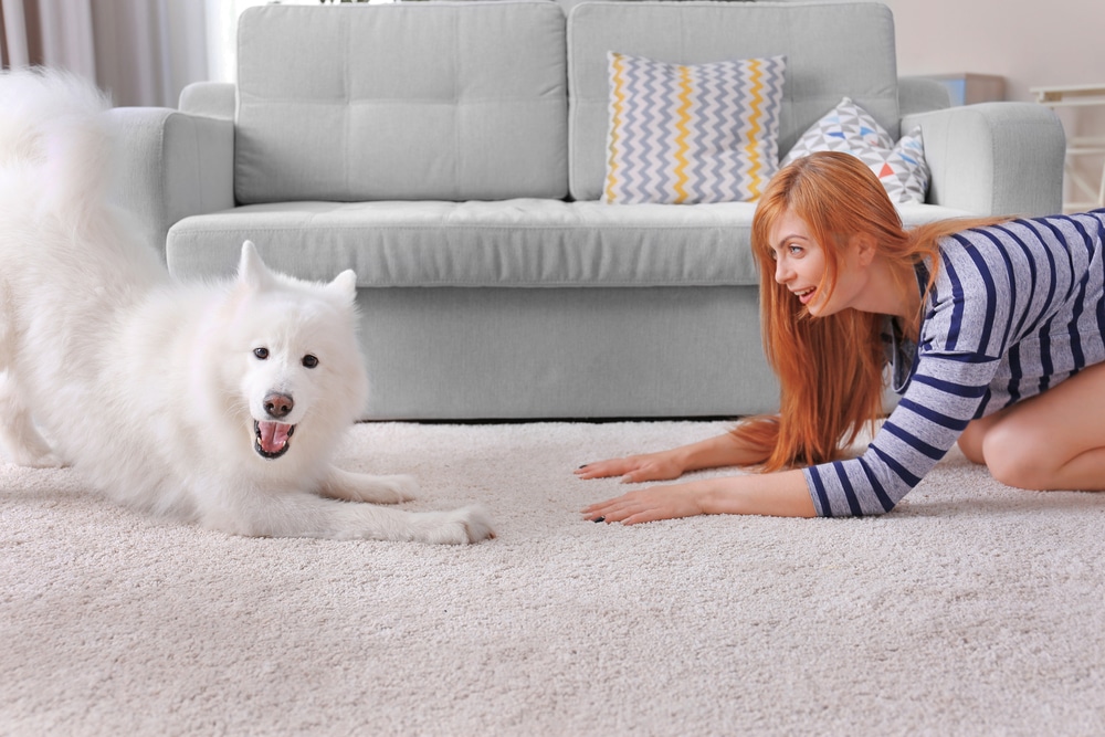 An owner playing with their Samoyed in the living room.