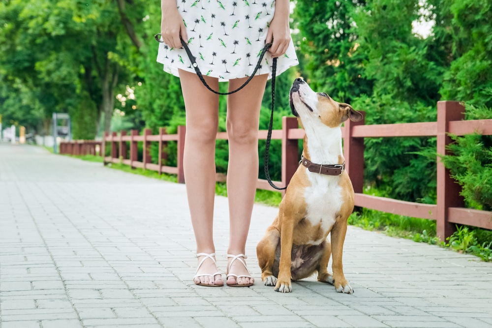 A dog sitting beside its owner who is standing up, and the dog is looking up at its owner.